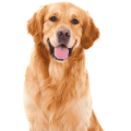 Chó Golden