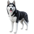 Chó Husky