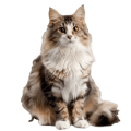Mèo Maine Coon