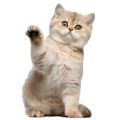 Mèo Golden
