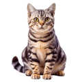 Mèo Mỹ