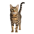 Mèo Ta