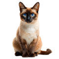 Mèo Xiêm