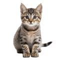 Mèo Mướp
