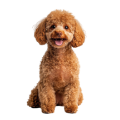 Chó Poodle