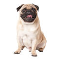 Chó Pug
