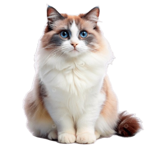 Mèo Ragdoll