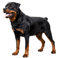 Chó Rottweiler