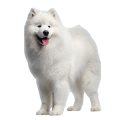 Chó Samoyed