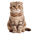 Mèo Scottish