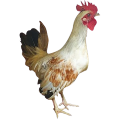 Gà Serama