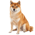 Chó Shiba