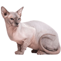 Mèo Sphynx