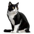 Mèo Tuxedo